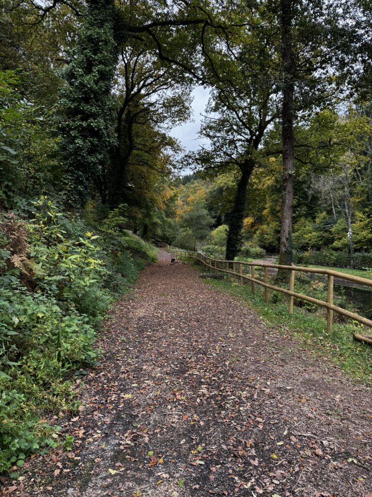  A leaf-covered dirt path winding through a lush, autumn forest area with a rustic wooden fence along the right side.