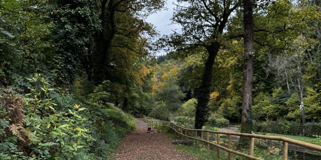 Leaf-covered woodland path winding through trees beside a river in a peaceful forest setting